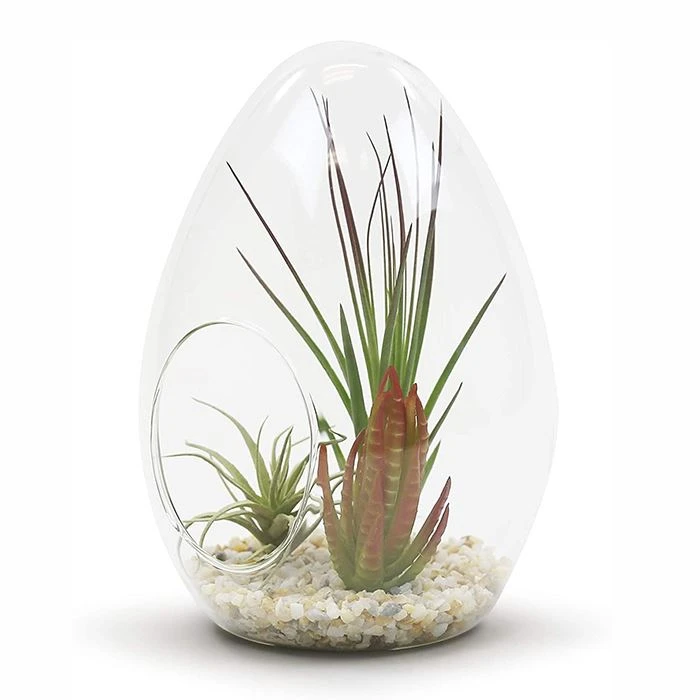 egg terrium